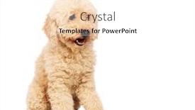  Presentation with poodle - PPT theme enhanced with nice poodle dog isolated on white background and a white colored foreground