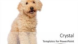  Presentation with poodle - Beautiful PPT layouts featuring nice poodle dog isolated backdrop and a white colored foreground