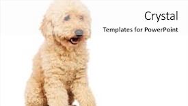  Presentation with poodle - Slide deck featuring nice poodle dog isolated on white background and a white colored foreground