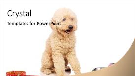  Presentation with poodle - Audience pleasing PPT theme consisting of nice poodle dog isolated on white backdrop and a white colored foreground