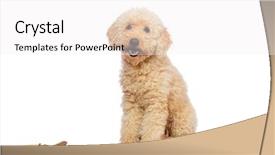  Presentation with poodle - Beautiful slides featuring nice poodle dog isolated on white backdrop and a white colored foreground