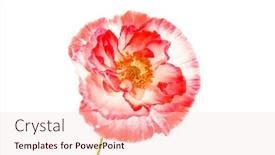  Presentation with poppy - Cool new presentation with nice-poppy backdrop and a lemonade colored foreground