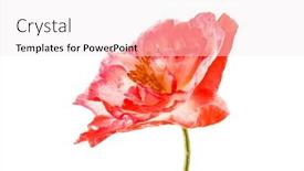  Presentation with poppy - Colorful slides enhanced with nice-poppy backdrop and a sky blue colored foreground