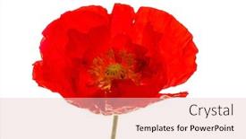  Presentation with poppy - Audience pleasing presentation consisting of nice-poppy backdrop and a lemonade colored foreground