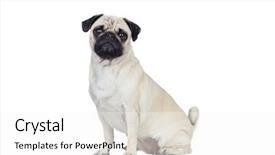  Presentation with dog - Slides having nice pug dog with white background and a  colored foreground