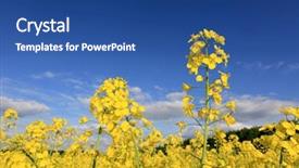  Presentation with blue flower bulb field - Beautiful PPT theme featuring nice rape field under blue backdrop and a ocean colored foreground