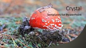  Presentation with mushroom fly agaricus - Presentation theme enhanced with nice red agaric fly mushroom background and a  colored foreground