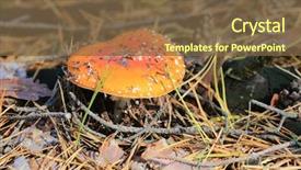  Presentation with fly - Presentation theme consisting of nice red agaric fly mushroom background and a tawny brown colored foreground