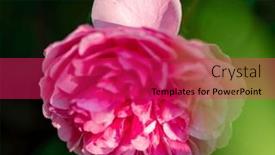  Presentation with roses - PPT layouts consisting of nice-roses-in-the-garden background and a red colored foreground