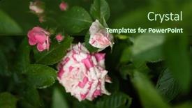  Presentation with roses - Presentation theme having nice-roses-in-the-garden background and a tawny brown colored foreground