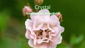  Presentation with roses - Presentation design consisting of nice-roses-in-the-garden background and a tawny brown colored foreground