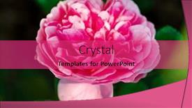  Presentation with roses - Presentation having nice-roses-in-the-garden background and a red colored foreground