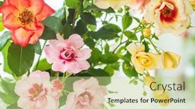  Presentation with roses - Slide deck consisting of nice-roses-in-the-vase background and a  colored foreground