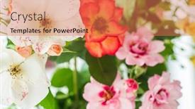  Presentation with roses - PPT layouts enhanced with nice-roses-in-the-vase background and a  colored foreground