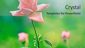  Presentation with painted by me nice - Colorful slide deck enhanced with nice rouse flowers in sunny backdrop and a seafoam green colored foreground