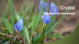  Presentation with flowers - Presentation theme having nice scilla bifolia wid flowers background and a gray colored foreground