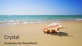  Presentation with sea shell - Beautiful presentation design featuring nice sea shell backdrop and a coral colored foreground