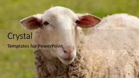  Presentation with grazing - Presentation featuring nice sheep grazing background and a coral colored foreground