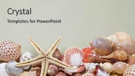  Presentation with shells - Slide deck with nice shells background and a light gray colored foreground