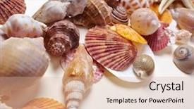  Presentation with shells - PPT theme with nice shells background and a soft green colored foreground