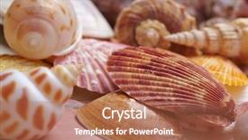  Presentation with shells - Slide set having nice shells background and a coral colored foreground