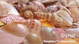  Presentation with shells - Amazing presentation having nice shells backdrop and a coral colored foreground