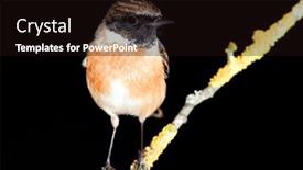  Presentation with specimen - PPT theme with nice specimen of male stonechat with black background background and a wine colored foreground