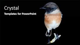  Presentation with specimen - PPT layouts having nice specimen of male stonechat with black background background and a black colored foreground