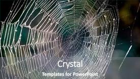  Presentation with spider web - Amazing slides having nice spider web in dew backdrop and a gray colored foreground