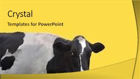  Presentation with cow - PPT layouts with nice spotted cow on yellow background and a light gray colored foreground