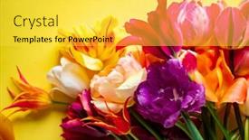  Presentation with spring - Theme having nice-spring-flowers-colorful-tulips background and a  colored foreground