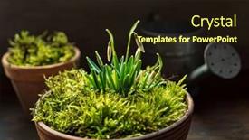  Presentation with moss - Audience pleasing theme consisting of nice-spring-flowers backdrop and a wine colored foreground