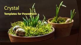  Presentation with moss - Theme enhanced with nice-spring-flowers background and a wine colored foreground
