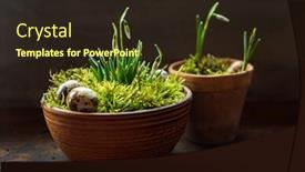  Presentation with moss - PPT theme featuring nice-spring-flowers background and a wine colored foreground