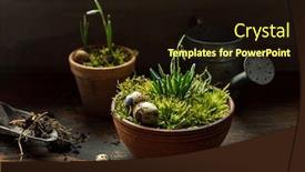  Presentation with moss - Audience pleasing slide deck consisting of nice-spring-flowers backdrop and a wine colored foreground