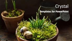  Presentation with moss - PPT layouts enhanced with nice-spring-flowers background and a wine colored foreground
