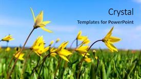  Presentation with easter bunny yellow spring flower - Beautiful PPT theme featuring nice spring meadow with wild backdrop and a light blue colored foreground