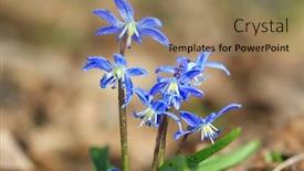  Presentation with forest morning - Colorful slide set enhanced with nice-spring-wild-flowers backdrop and a coral colored foreground