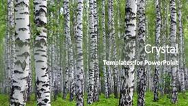  Presentation with russia - Amazing presentation theme having nice summer birch forest backdrop and a  colored foreground