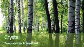  Presentation with russia - Presentation theme having nice summer birch forest in russia background and a tawny brown colored foreground