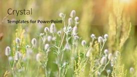  Presentation with wild flower - Slides with nice-summer-wild-flower-meadow background and a yellow colored foreground