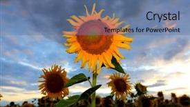  Presentation with sunflowers - Amazing slides having nice-sunflowers-against-dark-evening backdrop and a ocean colored foreground