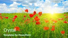  Presentation with poppy - Colorful presentation design enhanced with nice sunset over spring poppy backdrop and a tawny brown colored foreground