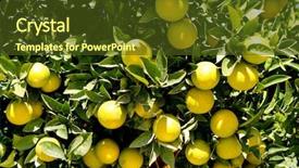  Presentation with fresh coconut juice decorated tropical - Slide deck enhanced with nice tree with many juicy background and a tawny brown colored foreground