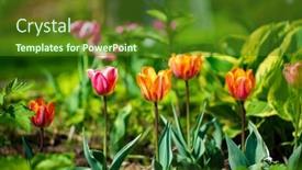  Presentation with tulips - PPT theme featuring nice-tulips-in-the-garden background and a forest green colored foreground