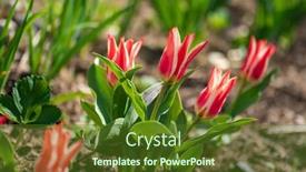  Presentation with tulips - Presentation design having nice-tulips-in-the-garden background and a tawny brown colored foreground