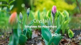  Presentation with tulips - Presentation featuring nice-tulips-in-the-garden background and a seafoam green colored foreground