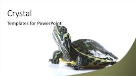  Presentation with turtle - Beautiful presentation featuring nice turtle isolated on white backdrop and a white colored foreground