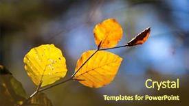  Presentation with autumn view autumn nature - Presentation design consisting of nice view on autumn twig background and a tawny brown colored foreground