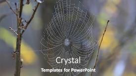  Presentation with autumn morning - Amazing theme having wet web in morning dew backdrop and a gray colored foreground